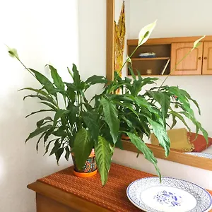  Appartement Casa De Amig@s En